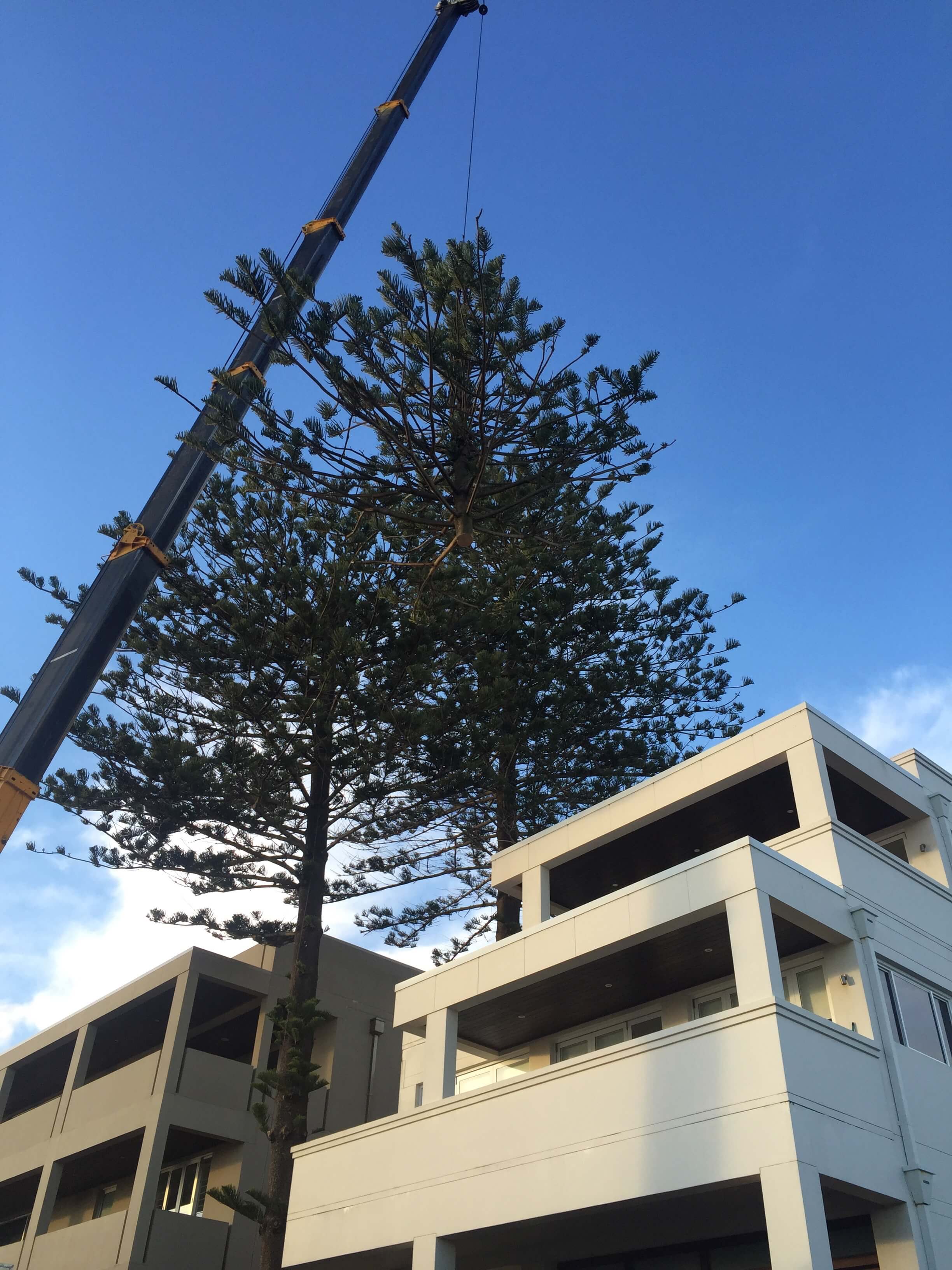 crane tree removal services Central Coast NSW