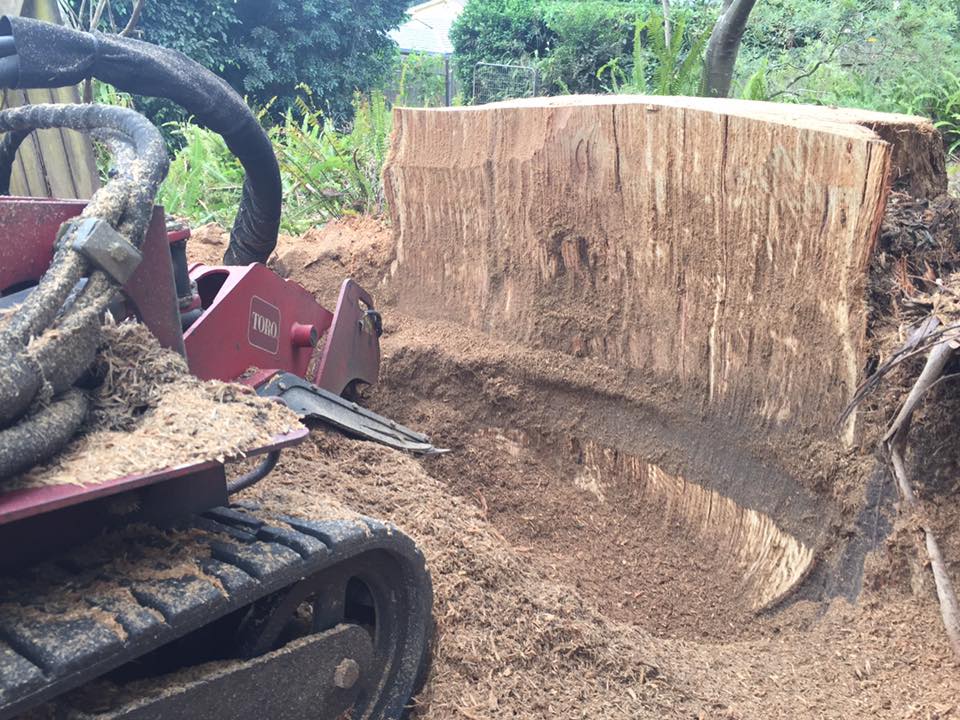 Stump grinding services Central Coast NSW