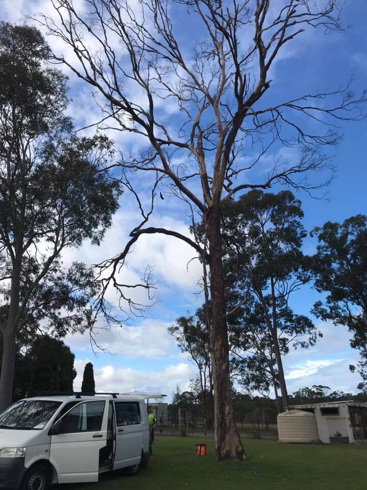 tree removal services