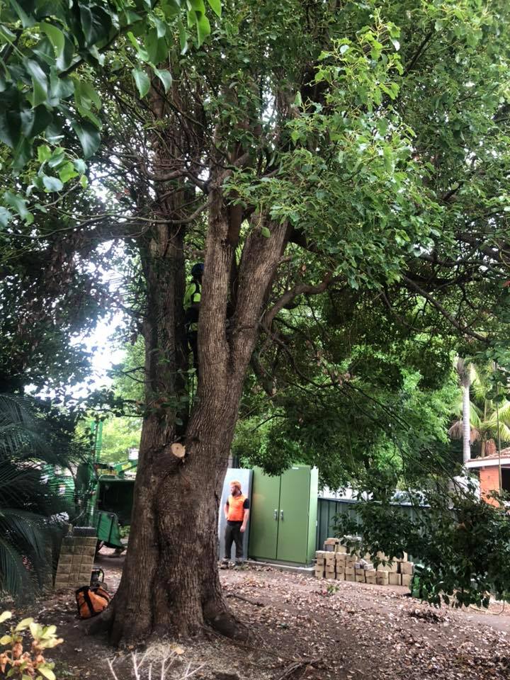 Tree Pruning at Meander Village