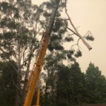 crane tree removal services