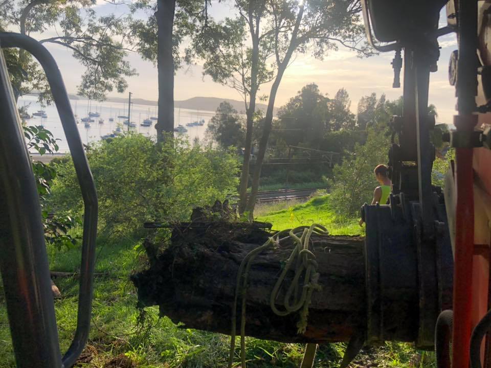 Dying Trees at Koolewong