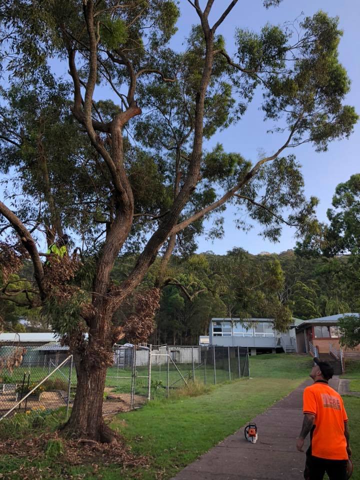 Tree maintenance at Kincumber