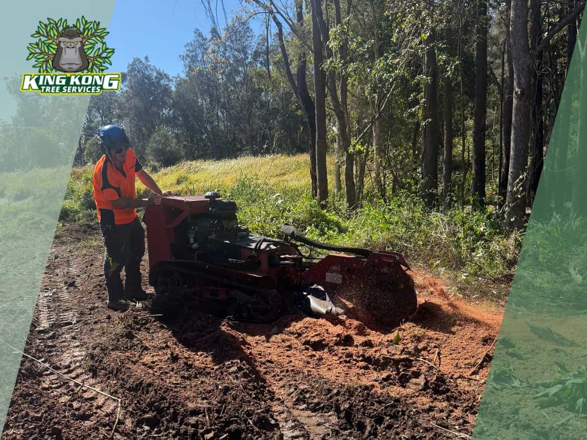 Arborists carrying out gum tree lopping on roadside in Bensville NSW Arborists carrying out gum tree lopping on roadside in Bensville NSW