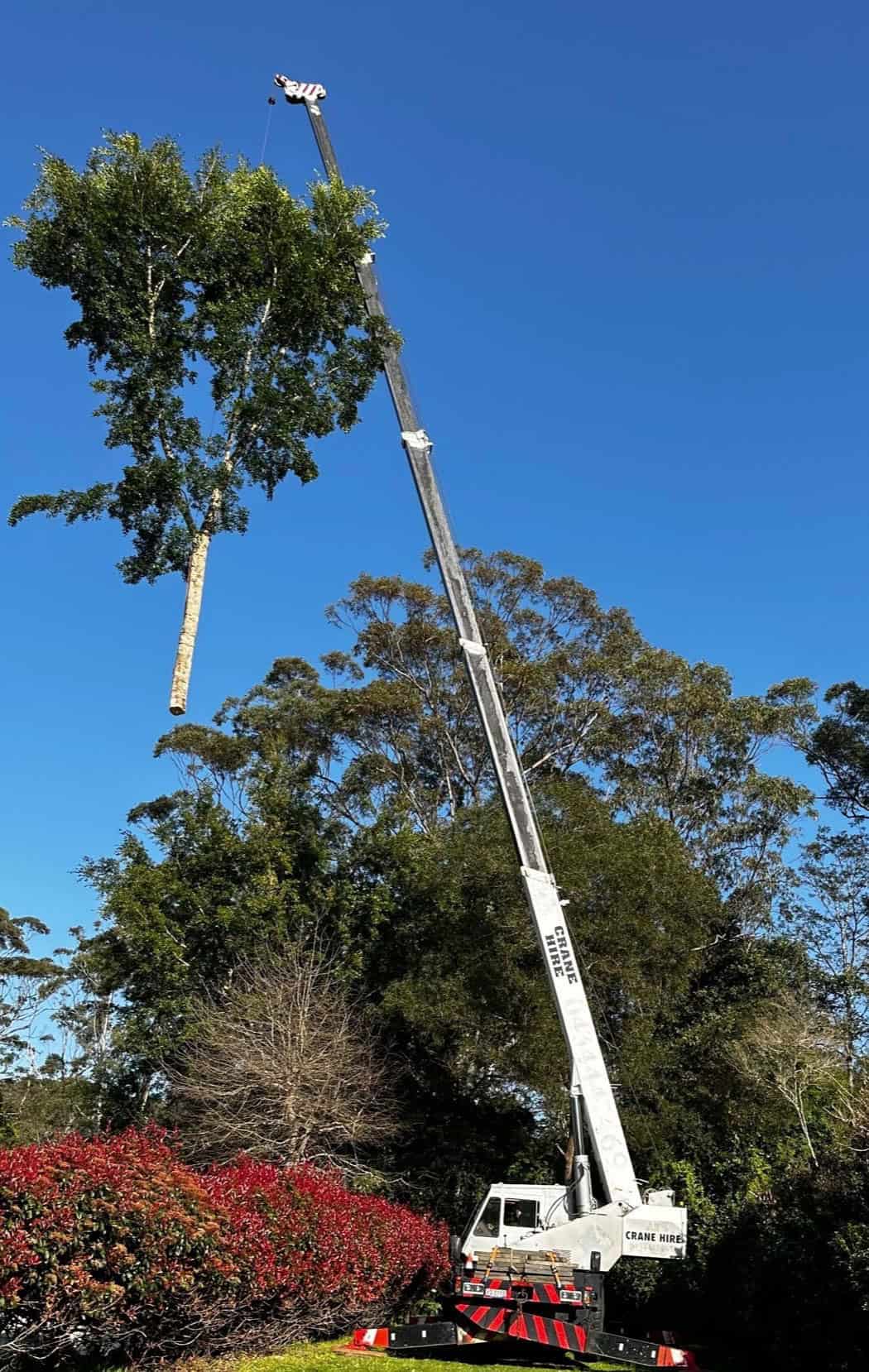 Arborist lopping tall gum tree Tumbi Umbi acreage