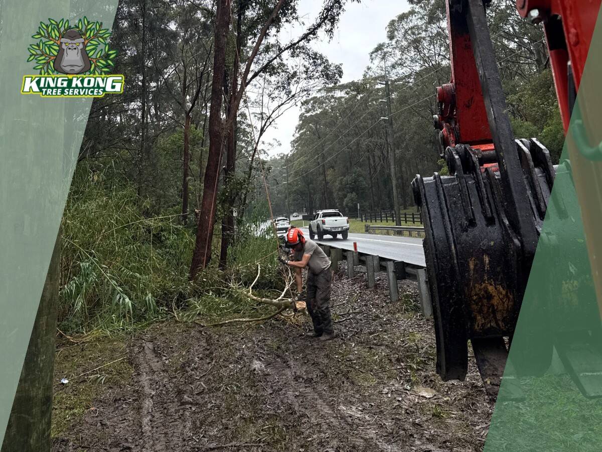 Crane-assisted gum tree removal beside roadway in Bensville Crane-assisted gum tree removal beside a busy roadway in Bensville
