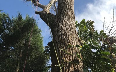 4 Reasons Why You Should Cut down Dying Trees – What to Know