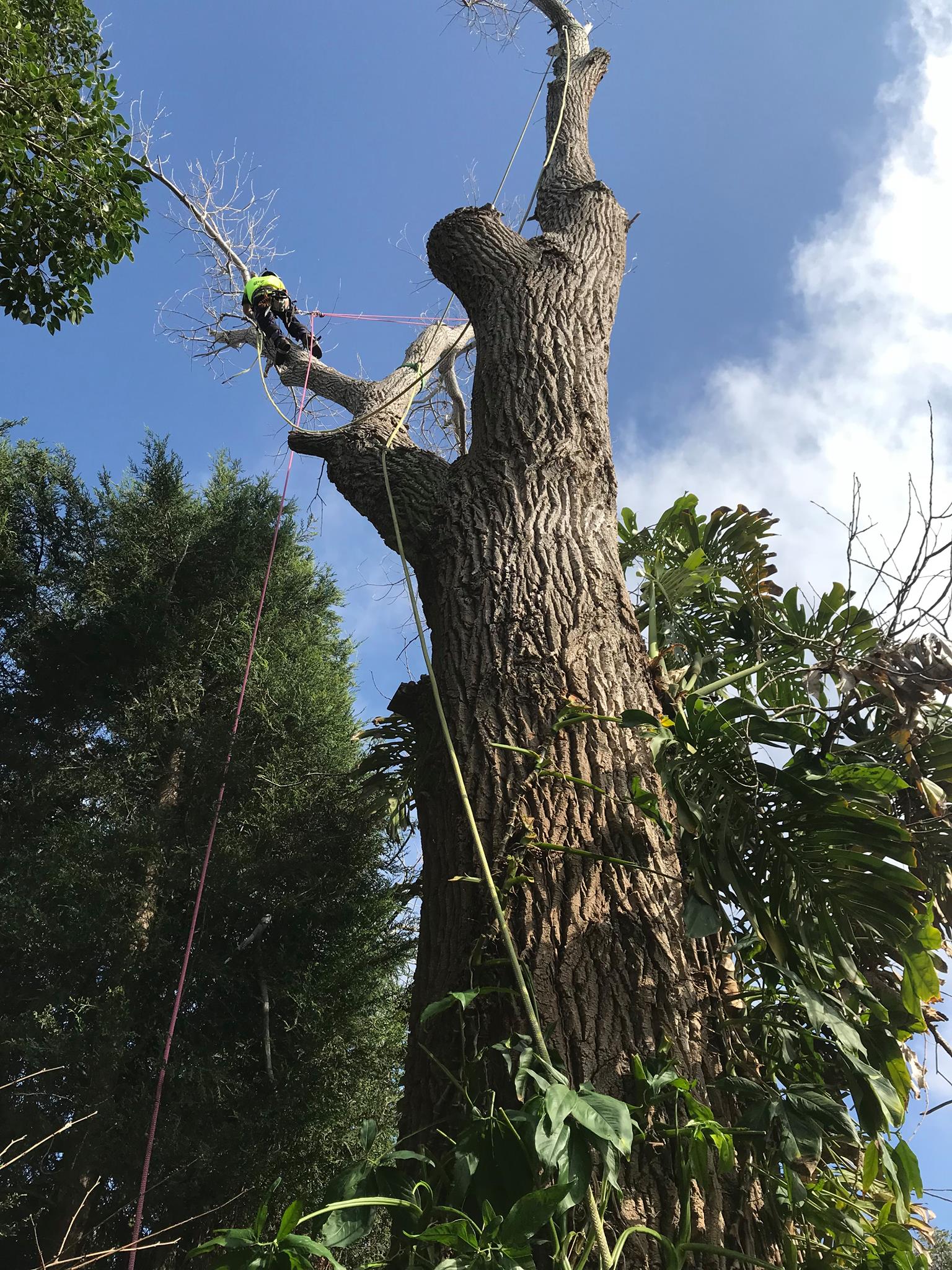 Dying Trees