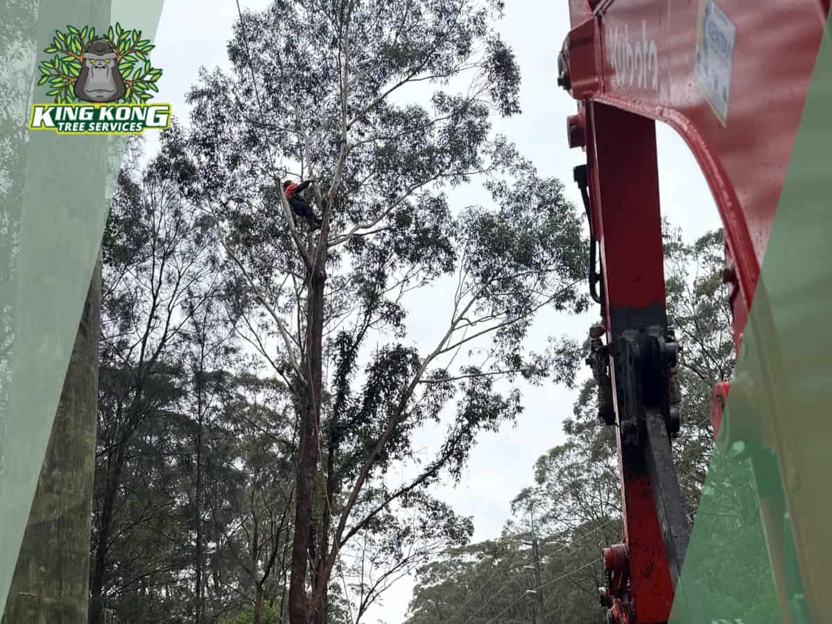 Emergency gum tree lopping service clearing roadside in Bensville 24/7 tree service Bensville near Empire Bay Drive