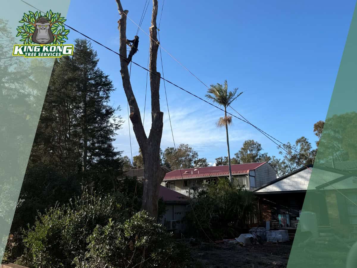 Crane-assisted gum tree removal on Tumbi Road Tumbi Umbi
