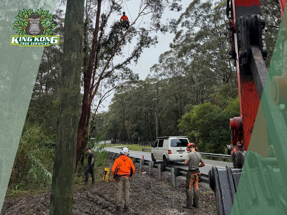 Professional team safely lopping large gum tree on Bensville roadside Professional team safely lopping large gum tree on Bensville roadside