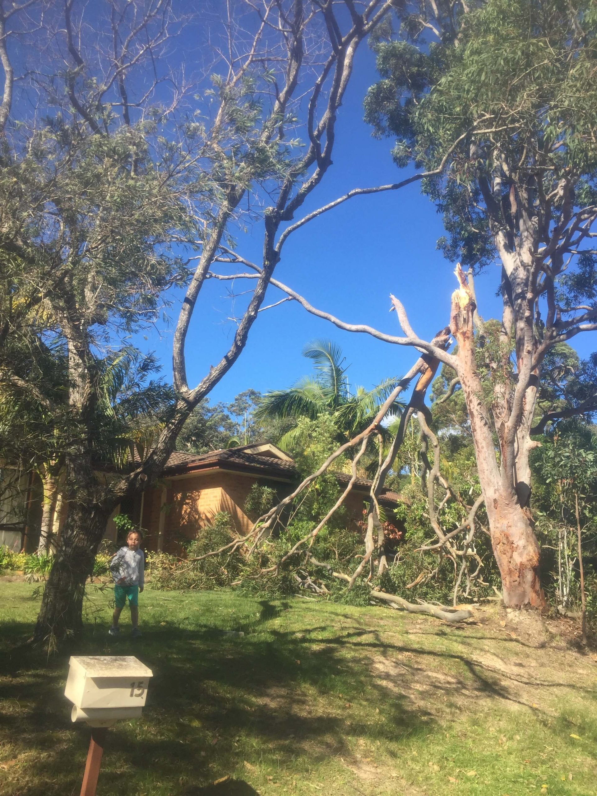 Tree removal and maintenance services on the Central Coast.