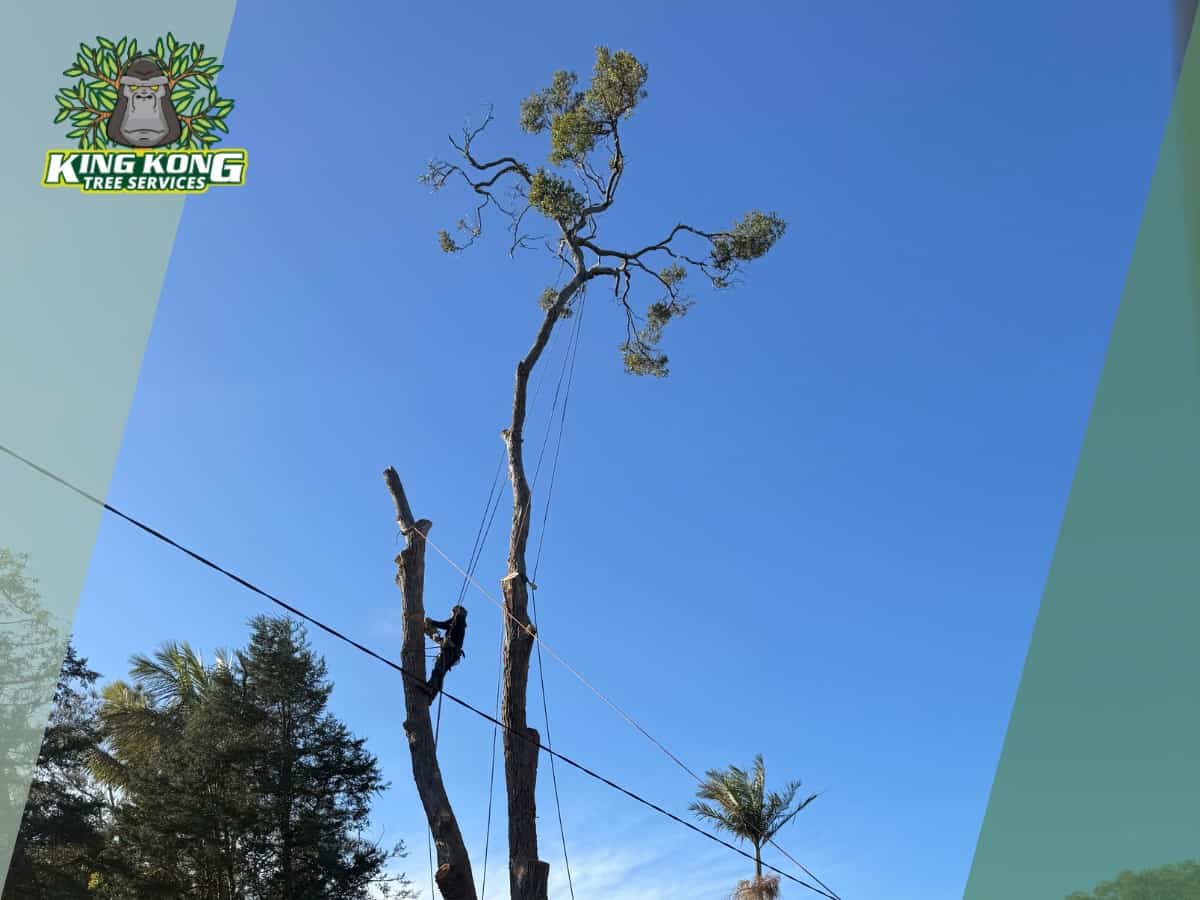 Emergency tree removal after storm near Tuggerah Lake wetlands