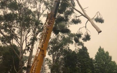 3 Benefits of Using Cranes to Remove Trees – What to Know