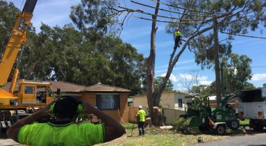 Crane Tower Tree Removal Central Coast