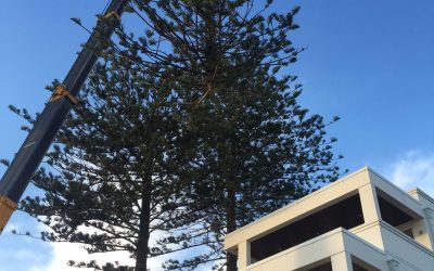 Why a Crane Is the Best Machine to Remove Unwanted Trees – What to Know