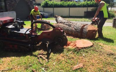 3 Reasons Why You Should Hire a Stump Grinding Expert – What to Know