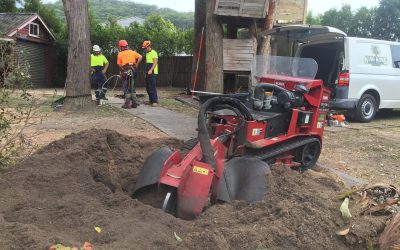 4 Reasons to Perform Stump Grinding for Your Garden’s Health – What to Know