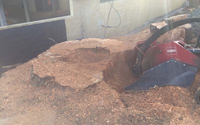 5 Benefits of Removing Tree Stumps from Your Yard – What to Know