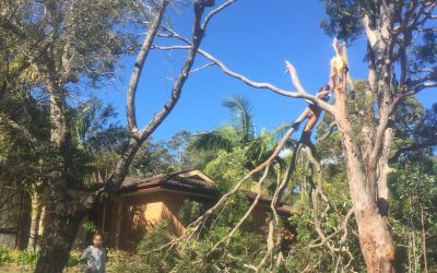 5 Reasons Tree Maintenance is Important to Prevent Hazards For Your Home – What to Know