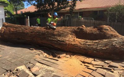 How to Tell Whether or Not a Tree Poses a Hazard in Your Yard – Our Guide