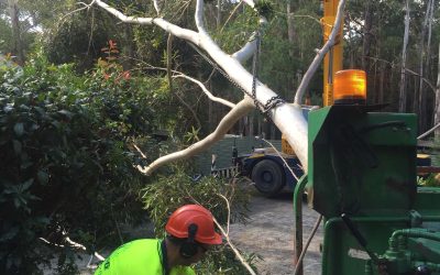 5 Factors to Consider in Choosing a Tree Service Company – Our Guide