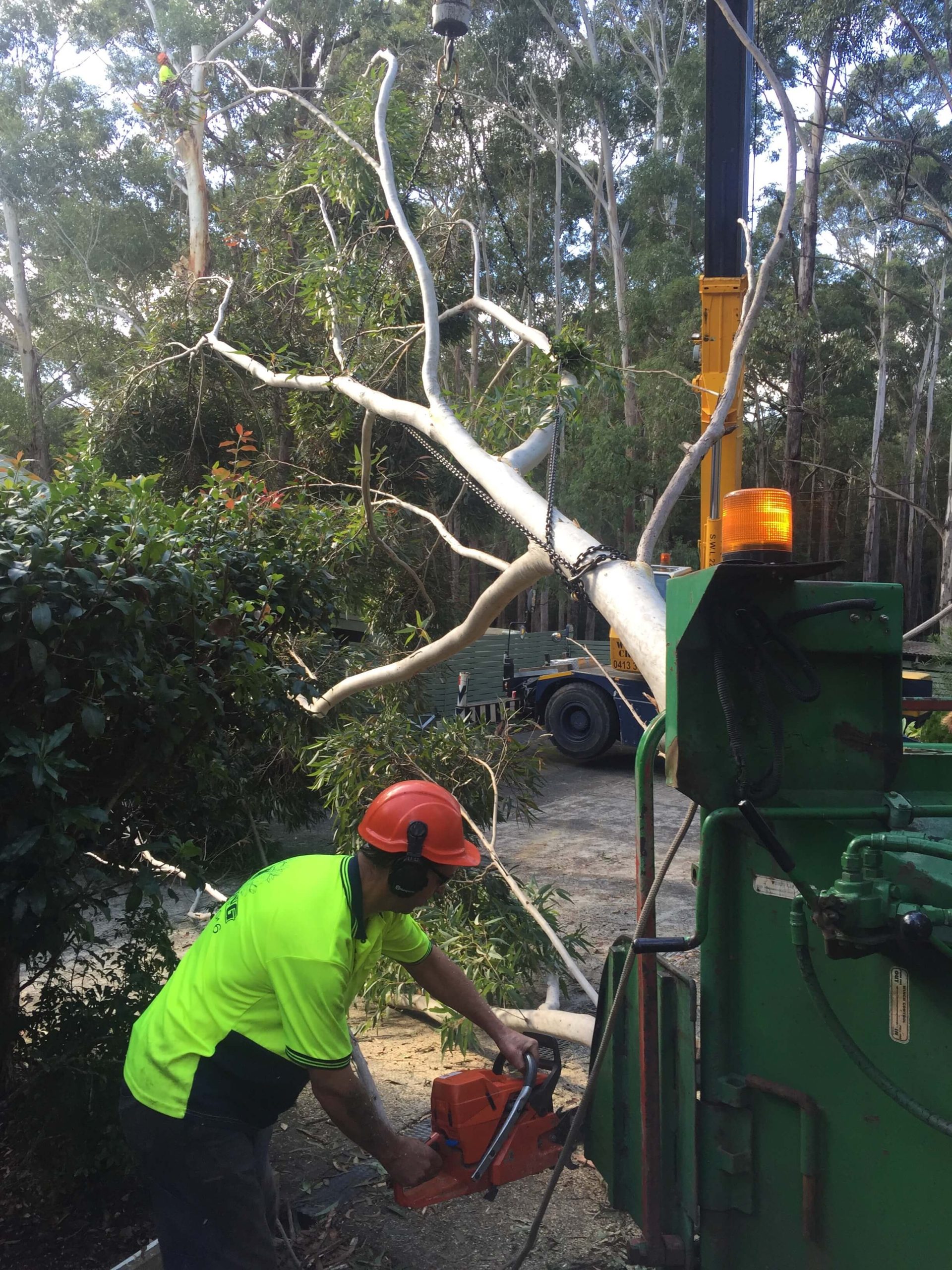 tree service Gosford NSW