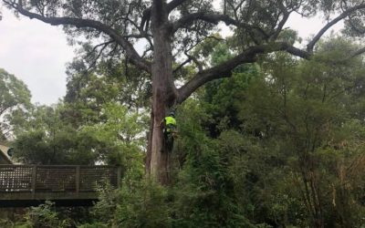 Tree Maintenance Tips: How Often You Should Prune Your Trees