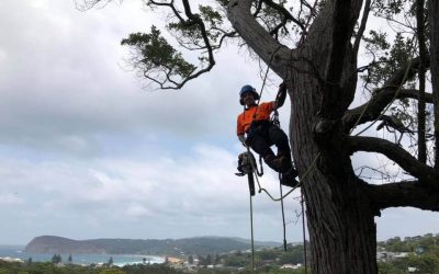 4 Questions to Ask before You Prune or Cut Your Yard’s Trees