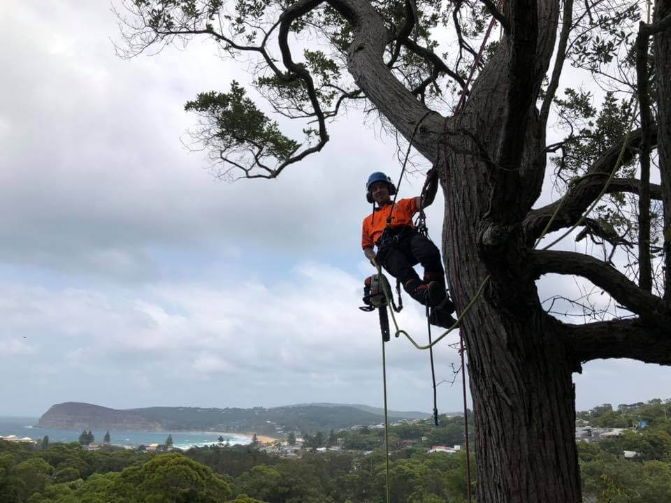 tree pruning