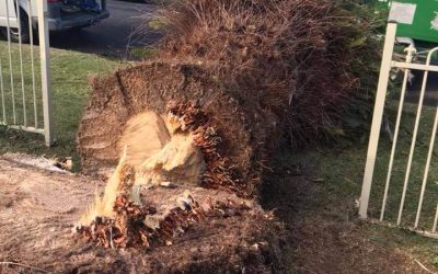 5 Warning Signs That Indicate Tree Failure – Our Guide