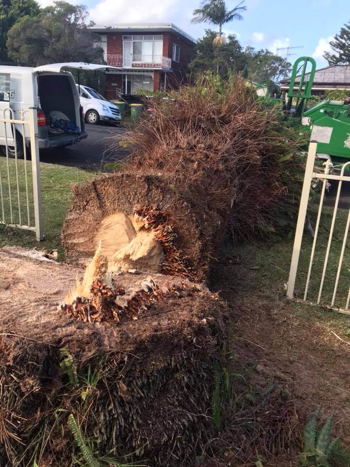 tree removal services Central Coast